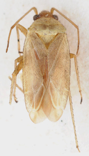 Acrotelus canariensis, AMNH PBI00147758
