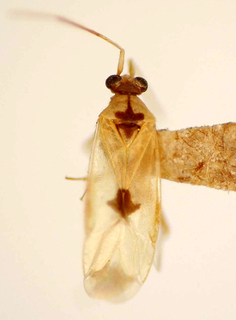 Jobertus esavianus, AMNH PBI00174894