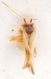 Nasocoris argyrotrichus, AMNH PBI00148807