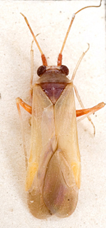 Nasocoris argyrotrichus, AMNH PBI00149378