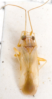 Nasocoris desertorum, AMNH PBI00149461