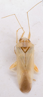 Nasocoris desertorum, AMNH PBI00149481