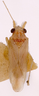 Nasocoris desertorum, AMNH PBI00149509