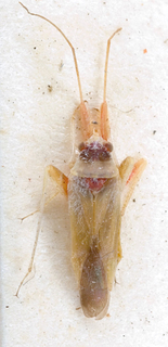 Nasocoris tesquorum, AMNH PBI00149442
