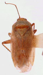 Oncotylus guttulatus, AMNH PBI00148167