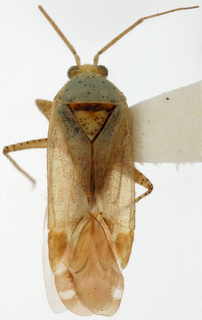Oncotylus guttulatus, AMNH PBI00148171