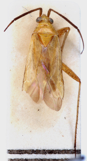 Oncotylus nigricornis, AMNH PBI00148205