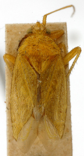 Oncotylus pyrethri, AMNH PBI00149213