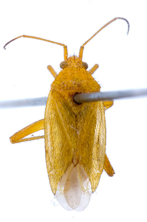 Oncotylus pyrethri, AMNH PBI00149214
