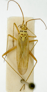 Oncotylus viridiflavus, AMNH PBI00148396