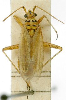 Oncotylus viridiflavus, AMNH PBI00148459
