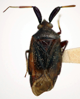 Antennomiris brasiliensis, AMNH PBI00174946