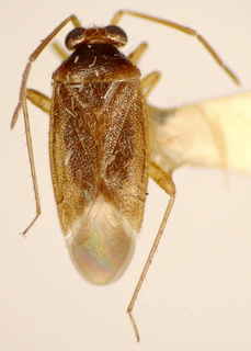 Ceratocapsus vissosensis, AMNH PBI00175001
