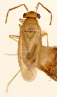 Falconia minor, AMNH PBI00174941