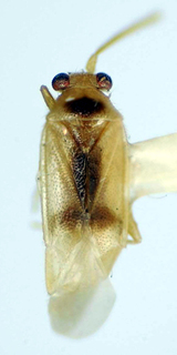 Falconisca vissosensis, AMNH PBI00174935
