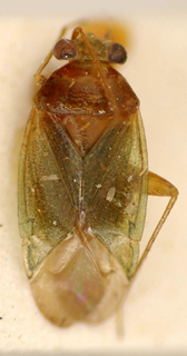 Linharesmiris viridis, AMNH PBI00174955