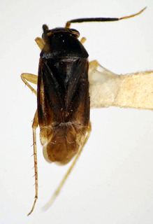 Nigrimiris pallidipes, AMNH PBI00174925