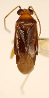 Orthotylus nigroluteus, AMNH PBI00174969