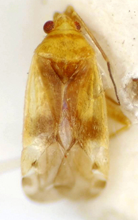 Reuteroscopus cacerensis, AMNH PBI00174986