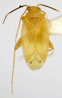 Amazonophilus bipunctatus, AMNH PBI00175062