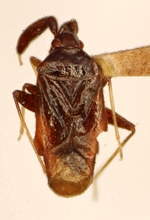 Caiganga antennata, AMNH PBI00175100
