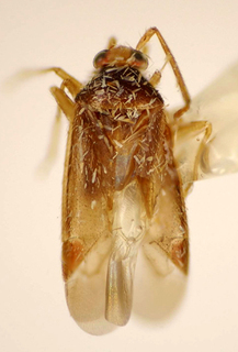 Ceratocapsus esavianus, AMNH PBI00175027