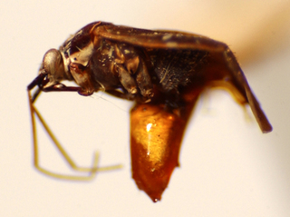 Divisotylus costai, AMNH PBI00175077