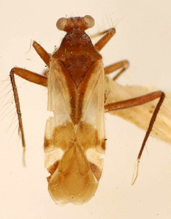 Tibiopilus pedunculatus, AMNH PBI00175078