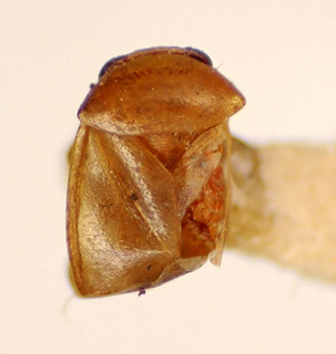 Tijucaphylus carioca, AMNH PBI00175051