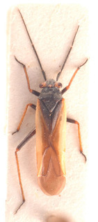 Dimorphocoris distylus, AMNH PBI00183818