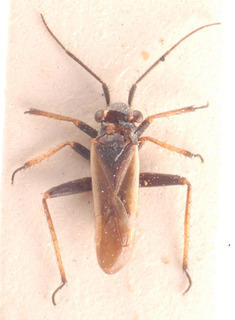 Dimorphocoris pygmaeus, AMNH PBI00183820