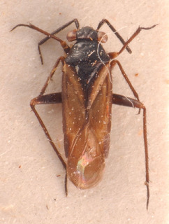 Pachytomella alutacea, AMNH PBI00183805