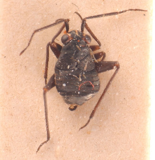 Scirtetellus brachycerus, AMNH PBI00183808