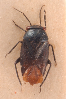 Strongylocoris niger, AMNH PBI00183803