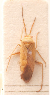Orthotylus major, AMNH PBI00183858