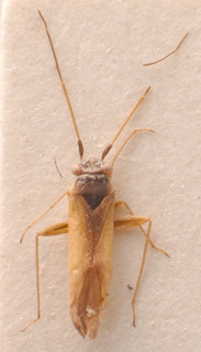 Platycranus wagneri, AMNH PBI00183848