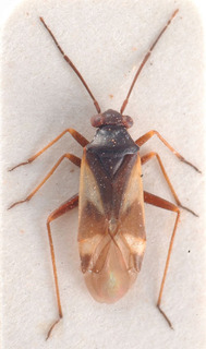 Globiceps astragali, AMNH PBI00183909