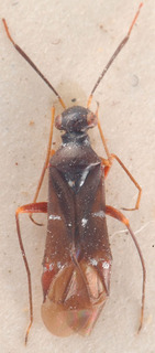 Globiceps novaki, AMNH PBI00183915