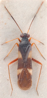 Globiceps syriacus, AMNH PBI00183913