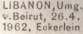 Macrotylus ehannoi, AMNH PBI00183935