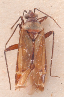 Macrotylus lindbergi, AMNH PBI00183937