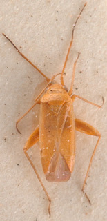 Orthotylus ericetorum carneae, AMNH PBI00183899