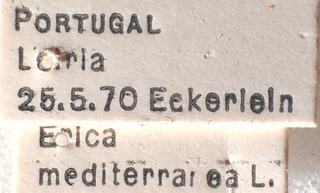 Orthotylus ericetorum mediterraneus, AMNH PBI00183901