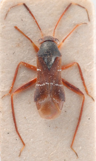 Pilophorus gallicus, AMNH PBI00183919
