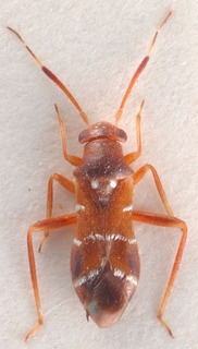 Pilophorus koreanus, AMNH PBI00183920
