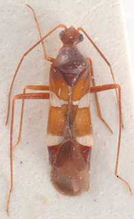 Systellonotus weberi, AMNH PBI00183924