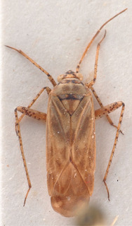 Chlorillus pictoides, AMNH PBI00183958