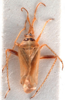 Harpocera cypria, AMNH PBI00183955