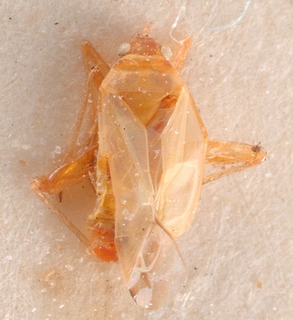 Macrotylus nasutus, AMNH PBI00183948