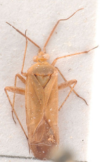 Parachlorillus elongatus, AMNH PBI00183956